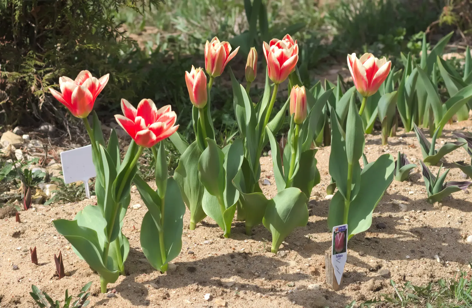 Garden Tulip (Tulipa Hybrids) — to secure a dazzling spring performance; these spring perennials prefer well-drained soil and full to partial sun, image 66