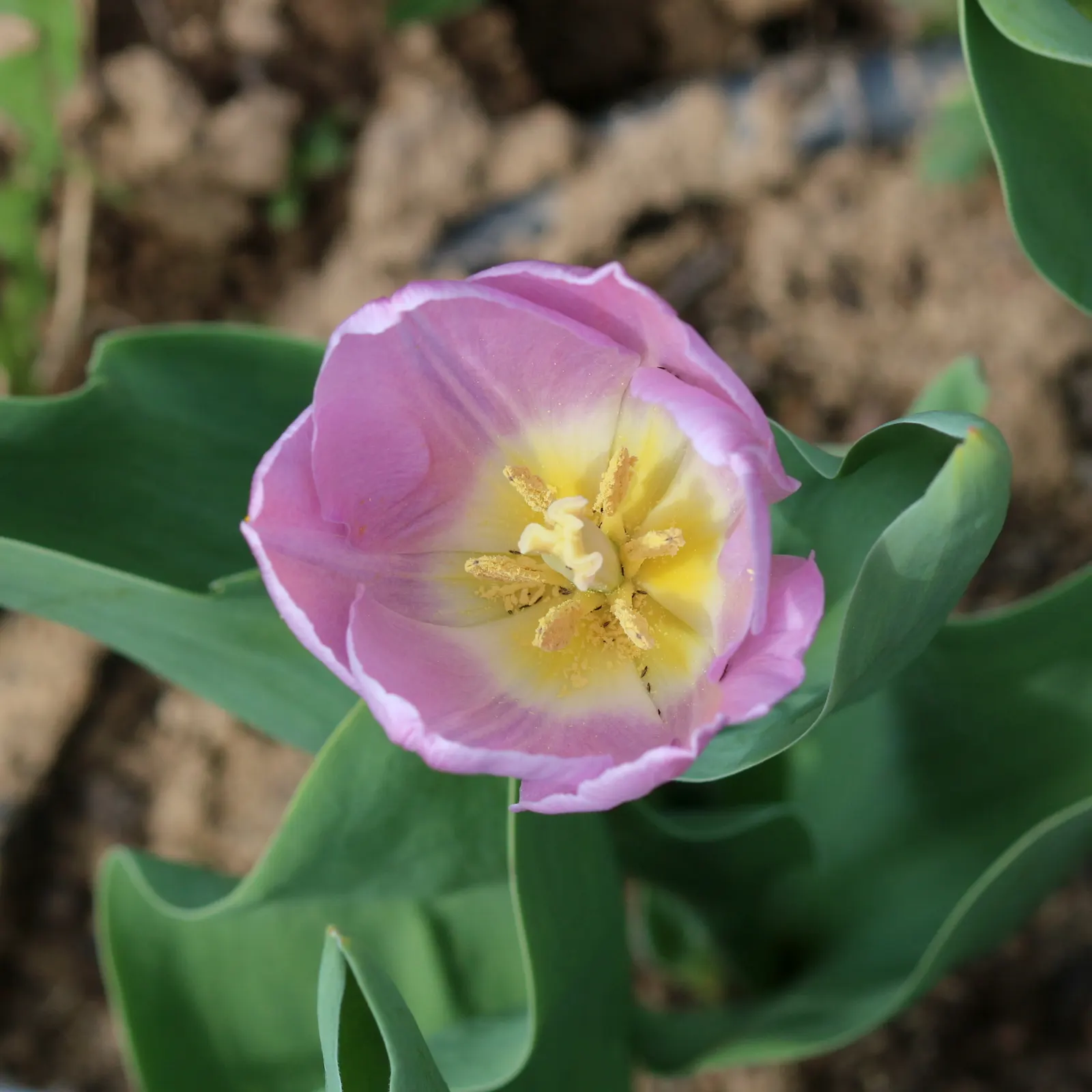 Garden Tulip (Tulipa Hybrids) — clear hues to multi-color blends and patterns; with their size varying according to the specific hybrid chosen, image 132
