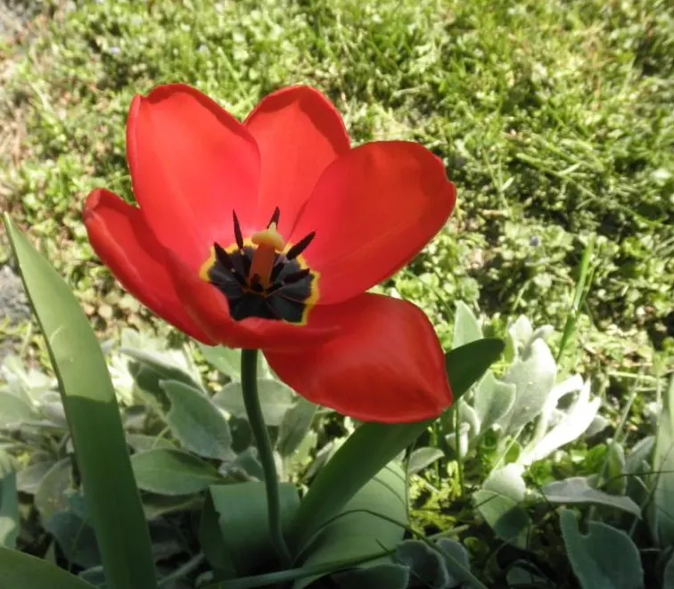 Garden Tulip (Tulipa Hybrids) — reaching 6-24 inches in height