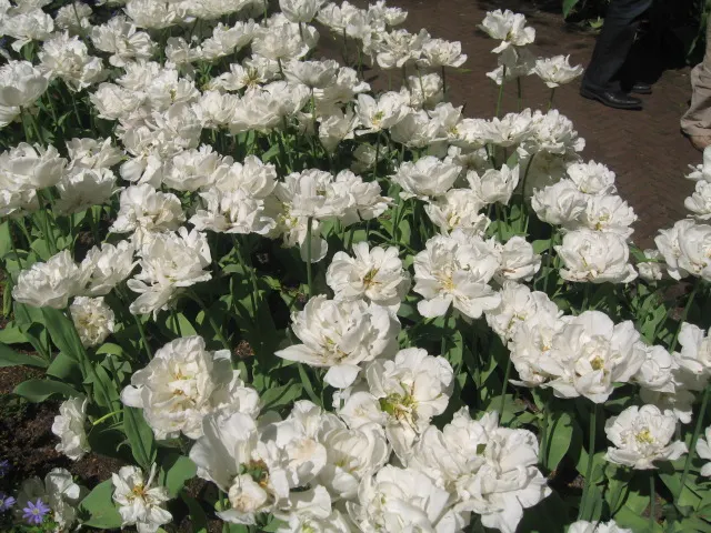 Garden Tulip (Tulipa Hybrids) — they add a burst of color and can be coordinated for thematic designs