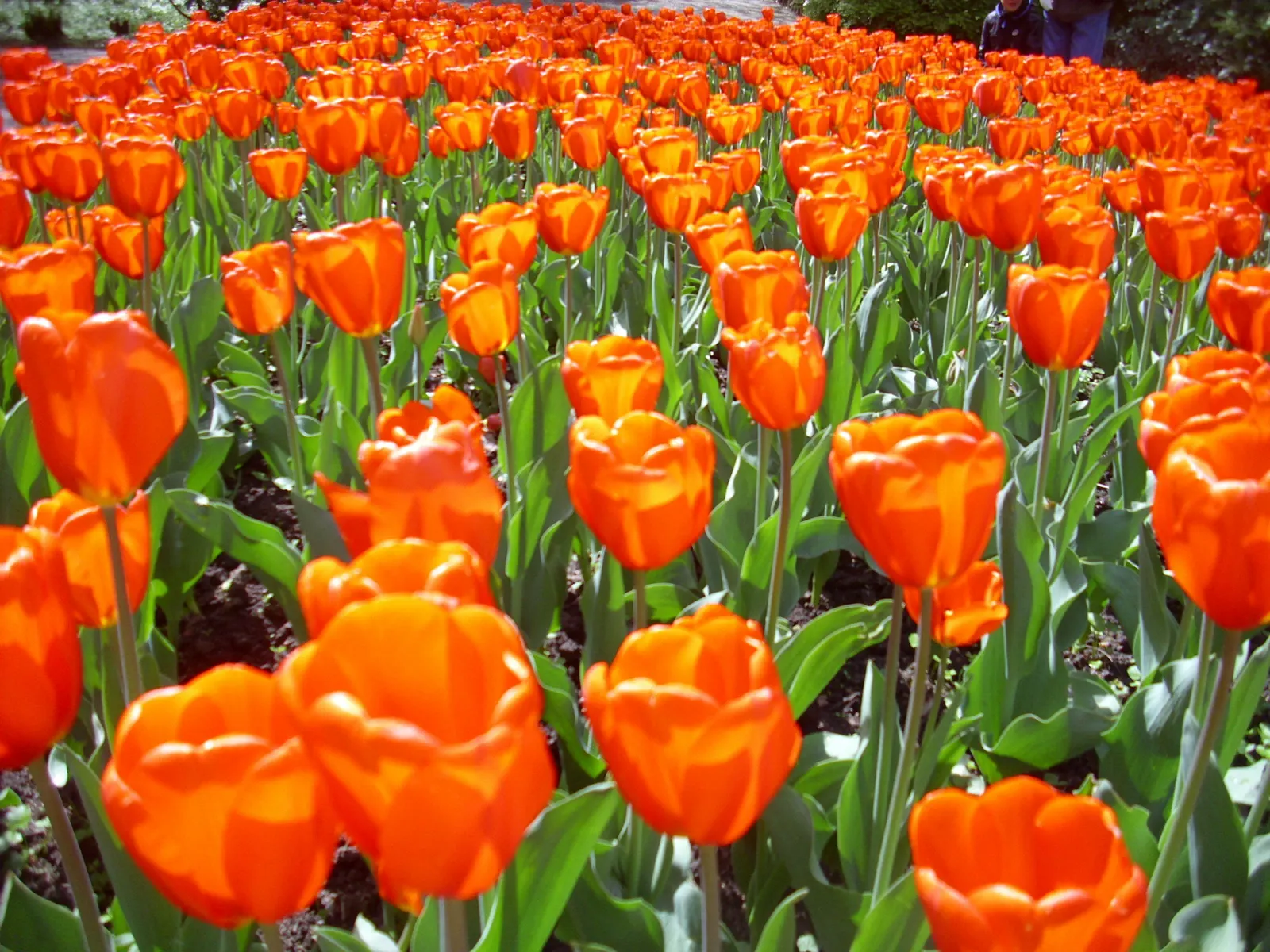 Garden Tulip (Tulipa Hybrids) — reaching 6-24 inches in height; which span a vivid spectrum from single, image 50