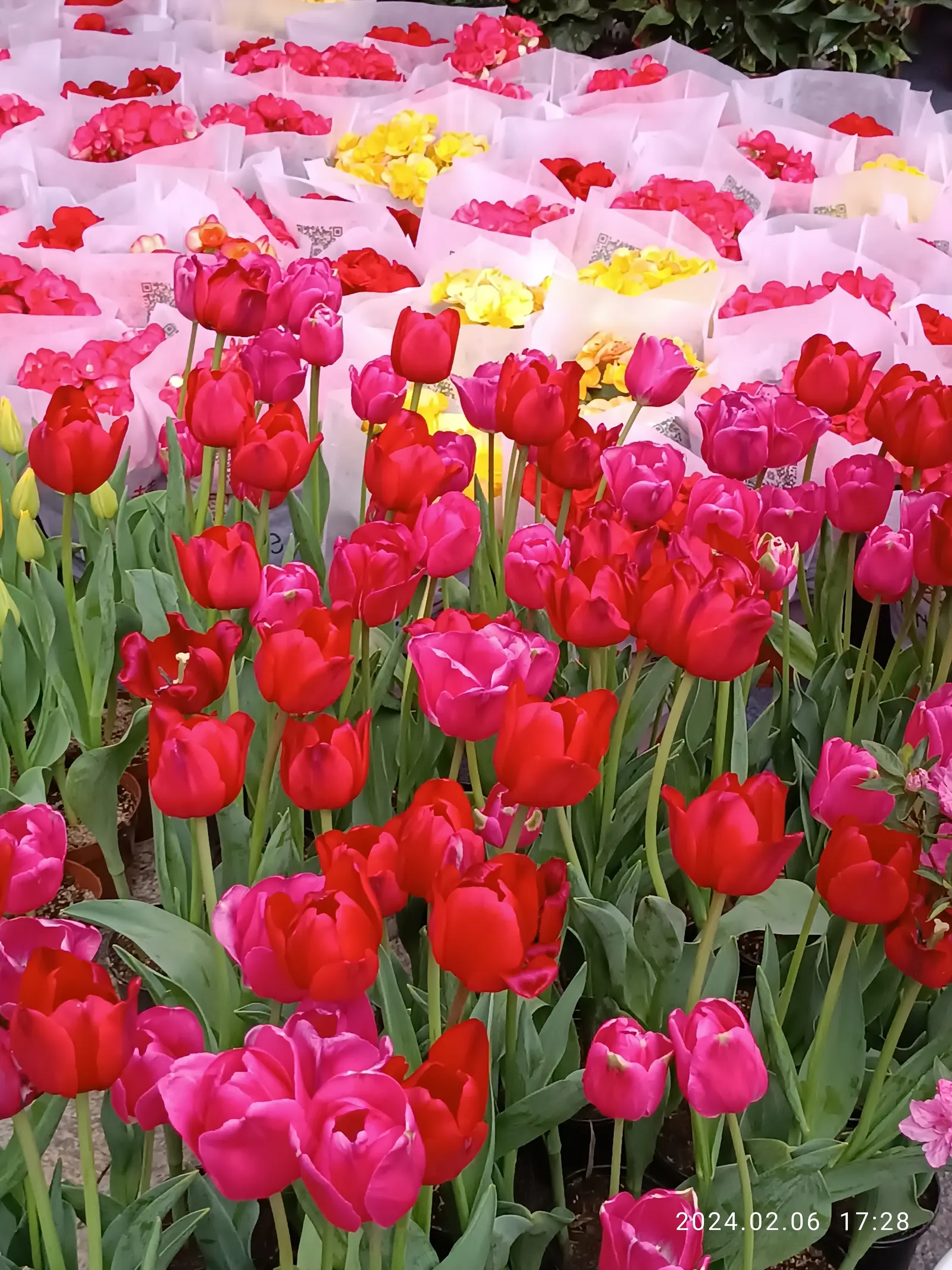 Garden Tulip (Tulipa Hybrids) — These spring perennials prefer well-drained soil and full to partial sun exposure; to secure a dazzling spring performance
