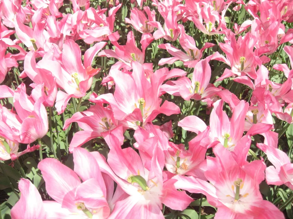 Garden Tulip (Tulipa Hybrids) — Blooming typically occurs from early to late spring; they add a burst of color and can be coordinated for thematic designs