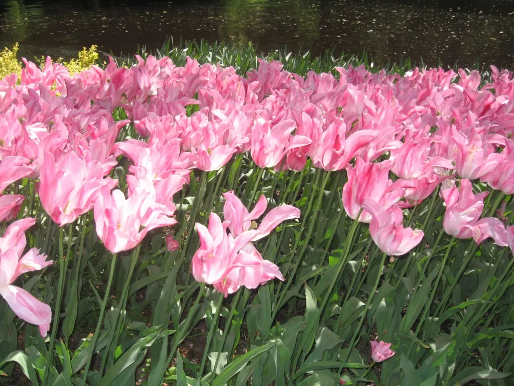Garden Tulip (Tulipa Hybrids) — bulb with multi-colored and pink blooms; making them a true centerpiece in garden compositions, image 95