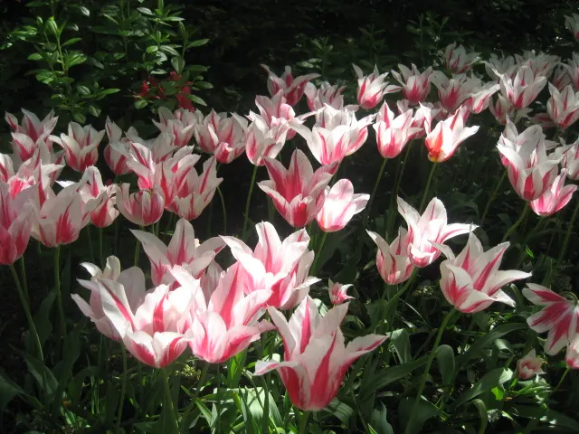 Garden Tulip (Tulipa Hybrids) — they add a burst of color and can be coordinated for thematic designs; blooming typically occurs from early to late, image 78