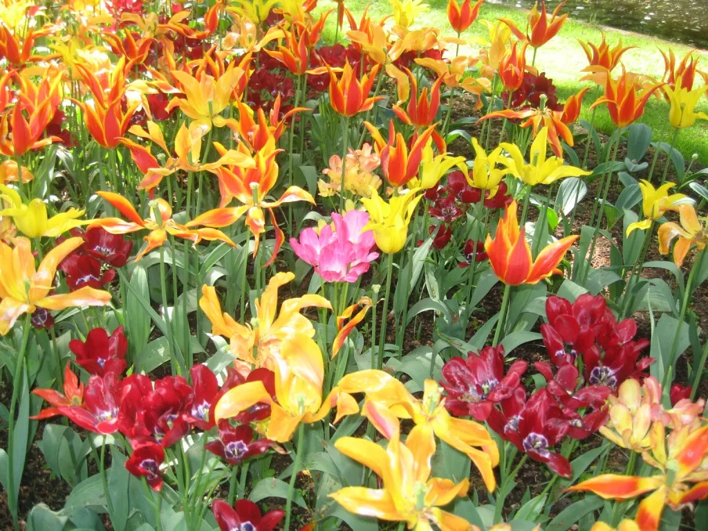 Garden Tulip (Tulipa Hybrids) — incorporating complementary plants that can sustain visual interest as tulip foliage retreats; bulb for full, image 117