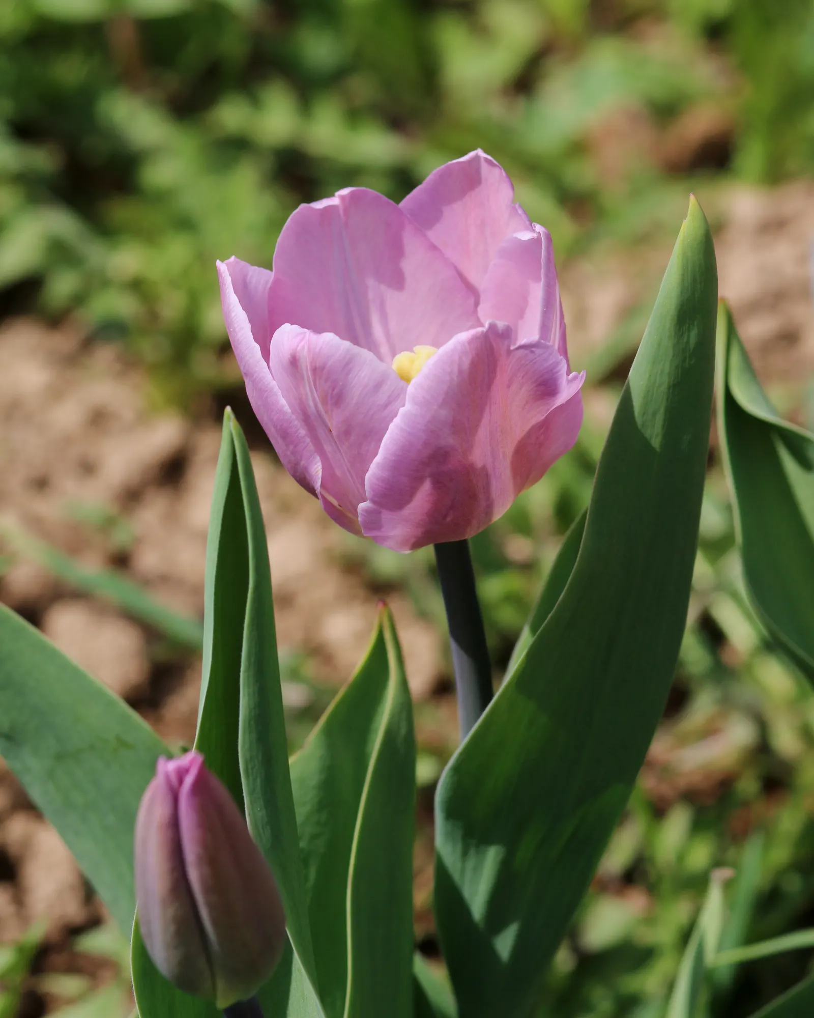 Garden Tulip (Tulipa Hybrids) — Hardiness zones vary per variety, typically 3-8; garden tulips typically reach a height of 10 to 28 inches, image 53