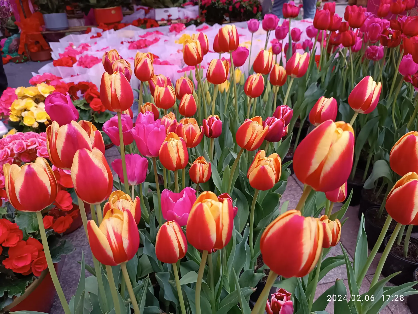 Garden Tulip (Tulipa Hybrids) — Garden Tulips are excellent for mass plantings, borders, or as a striking focal point when grouped in clusters