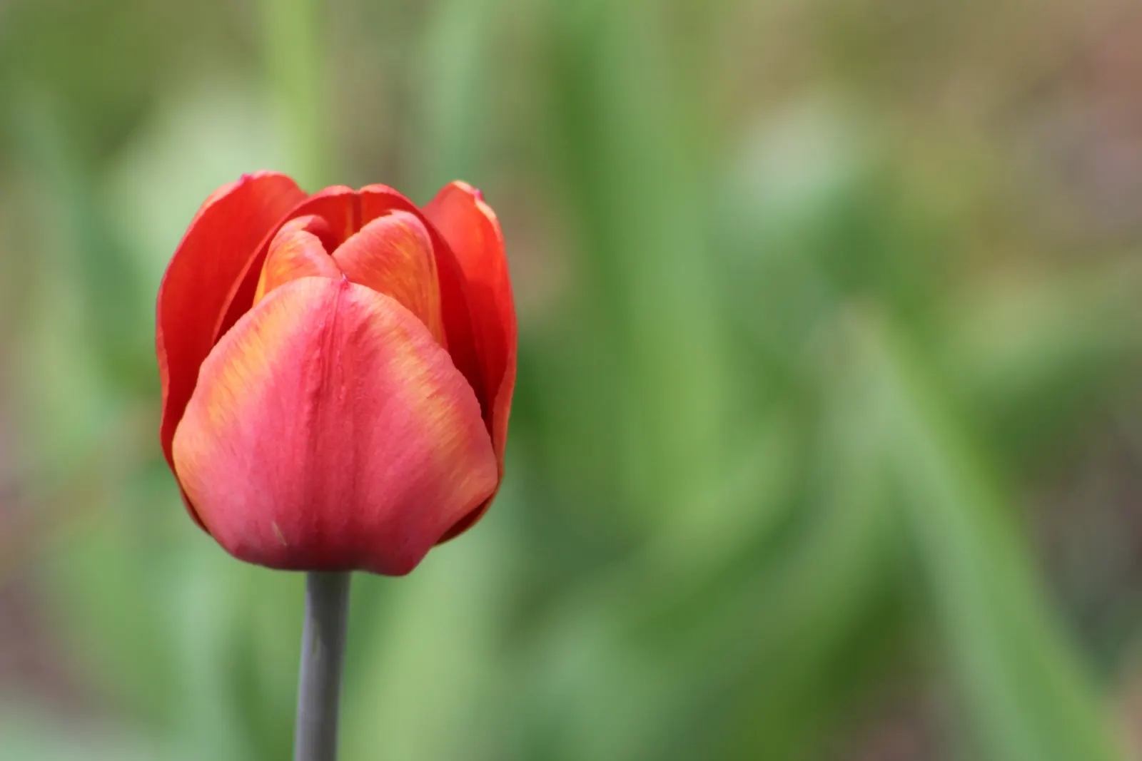 Garden Tulip (Tulipa Hybrids) — to secure a dazzling spring performance; these spring perennials prefer well-drained soil and full to partial sun, image 90