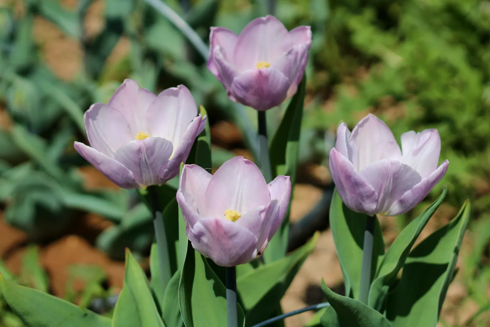 Garden Tulip (Tulipa Hybrids) — Garden Tulips are excellent for mass plantings, borders, or as a striking focal point when grouped in clusters, image 139