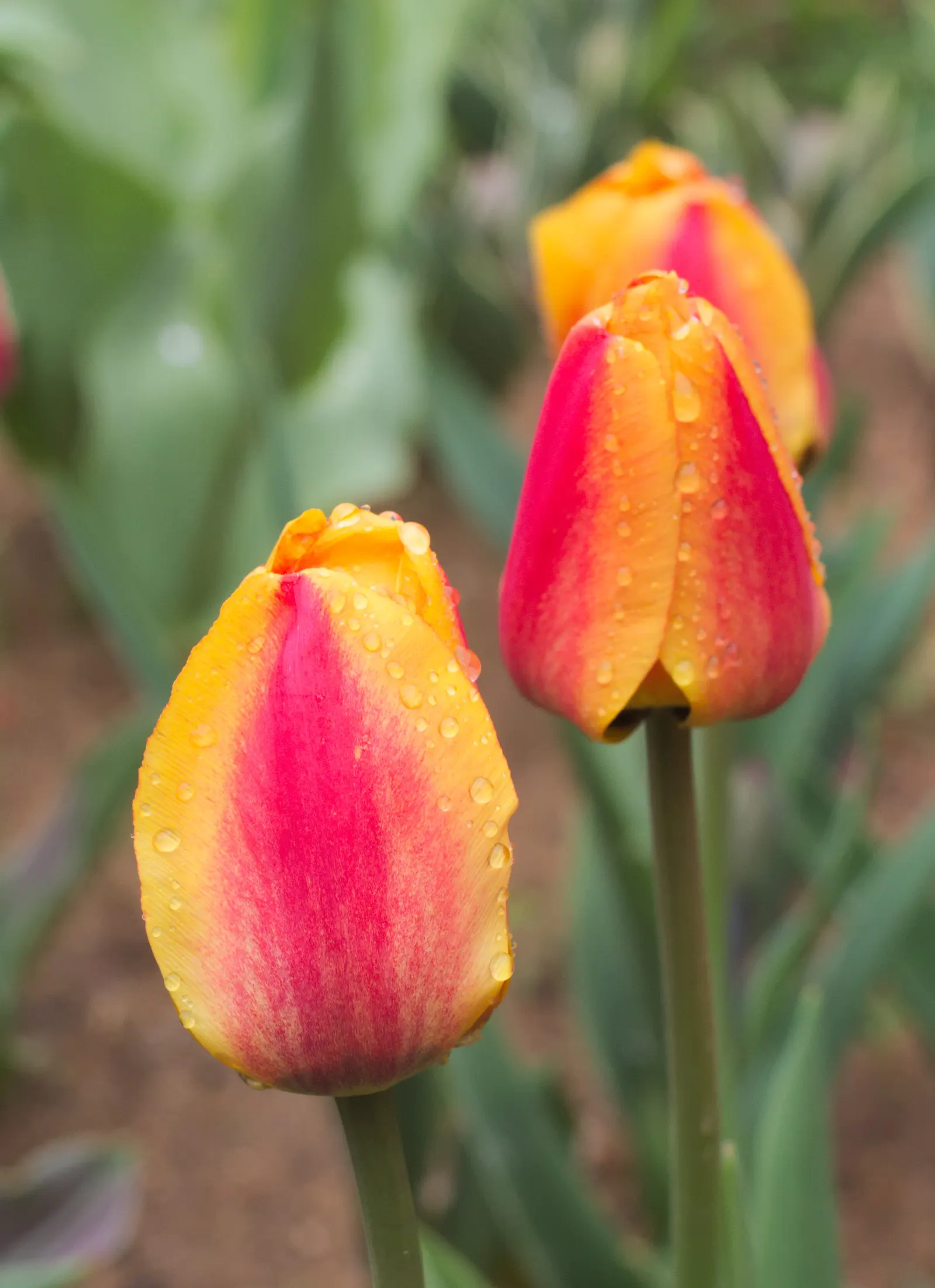 Garden Tulip (Tulipa Hybrids) — with their size varying according to the specific hybrid chosen; clear hues to multi-color blends and patterns, image 105