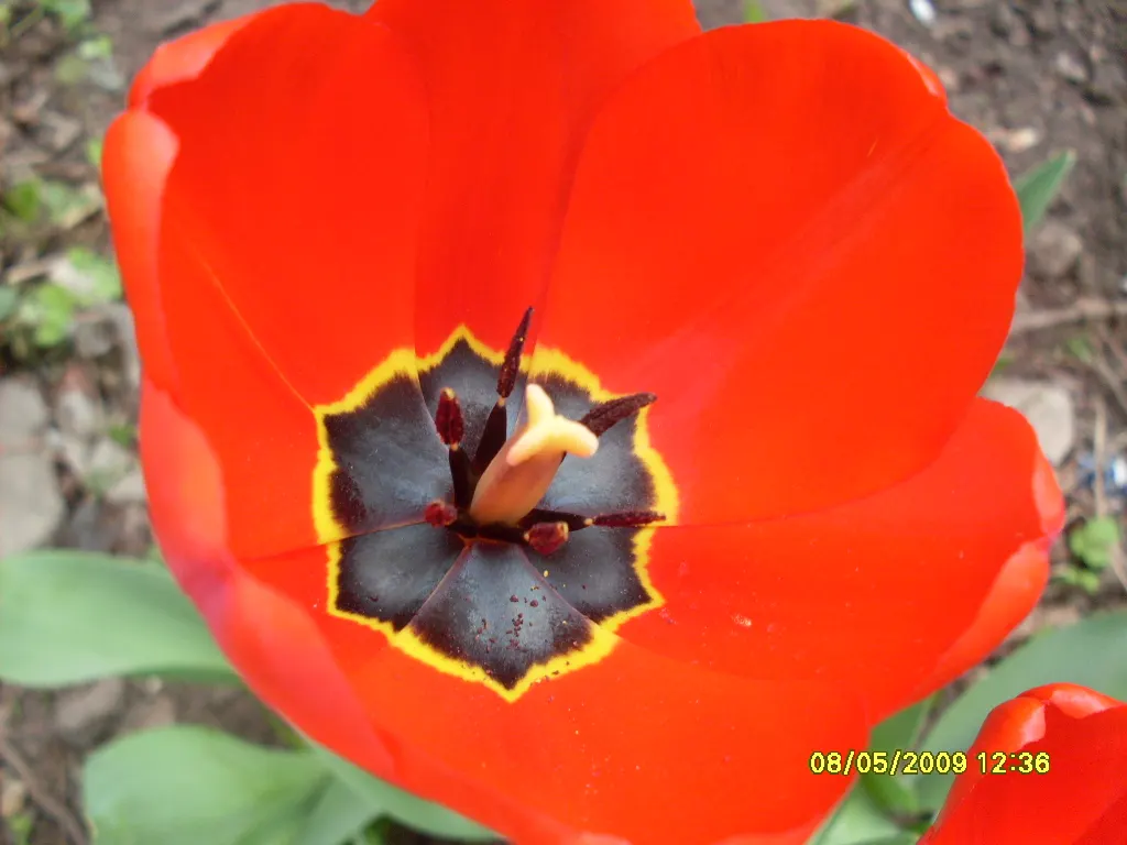 Garden Tulip (Tulipa Hybrids) — Blooming typically occurs from early to late spring; they add a burst of color and can be coordinated for thematic, image 87