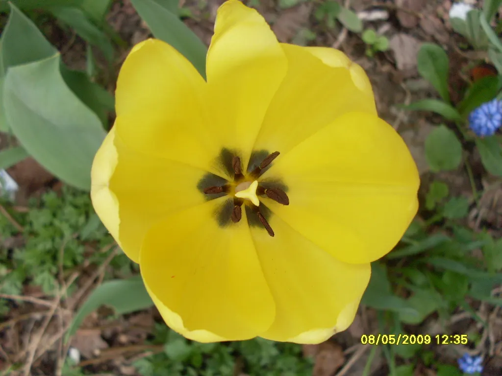 Garden Tulip (Tulipa Hybrids) — bulb for full; incorporating complementary plants that can sustain visual interest as tulip foliage retreats, image 96