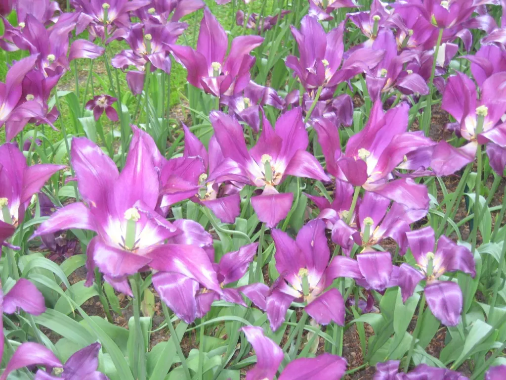 Garden Tulip (Tulipa Hybrids) — making them a true centerpiece in garden compositions; bulb with multi-colored and pink blooms, image 134