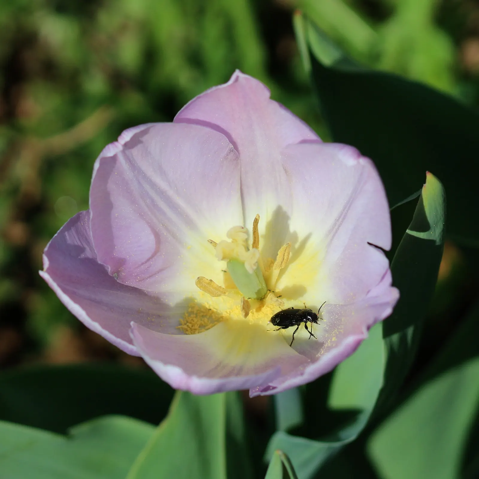 Garden Tulip (Tulipa Hybrids) — which span a vivid spectrum from single; reaching 6-24 inches in height