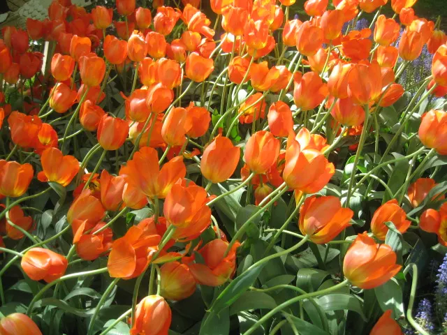 Garden Tulip (Tulipa Hybrids) — These spring perennials prefer well-drained soil and full to partial sun exposure; to secure a dazzling spring, image 123
