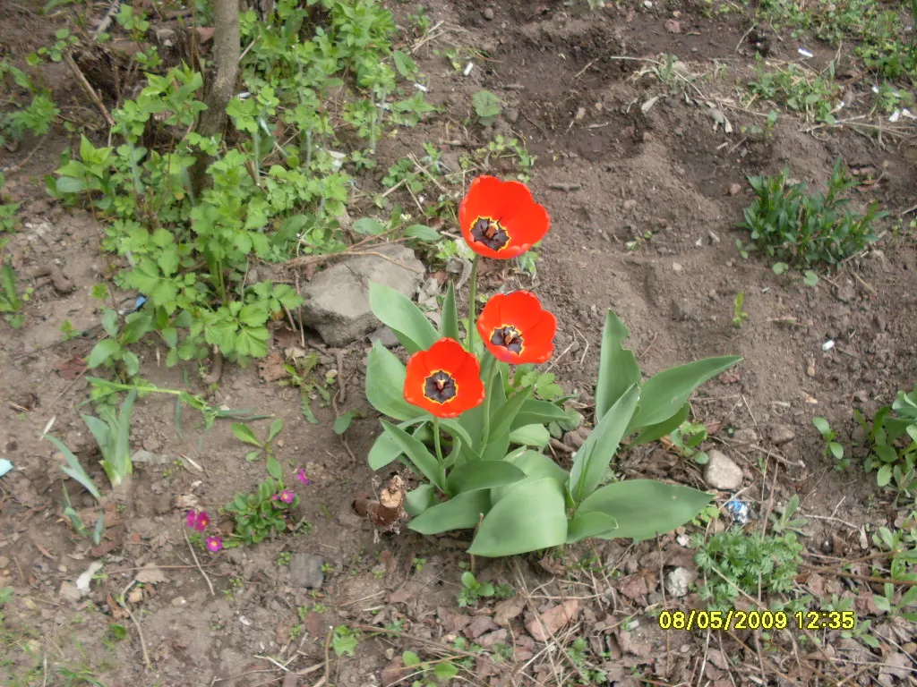 Garden Tulip (Tulipa Hybrids) — These spring perennials prefer well-drained soil and full to partial sun exposure