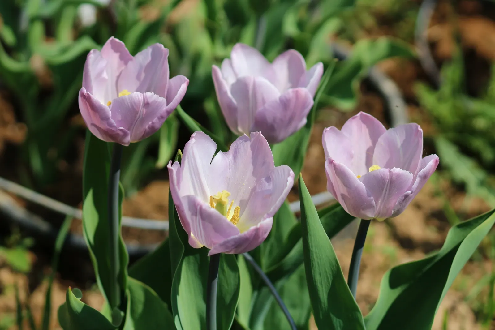 Garden Tulip (Tulipa Hybrids) — Hardiness zones vary per variety, typically 3-8; garden tulips typically reach a height of 10 to 28 inches, image 125