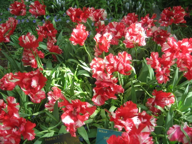 Garden Tulip (Tulipa Hybrids) — bulb for full