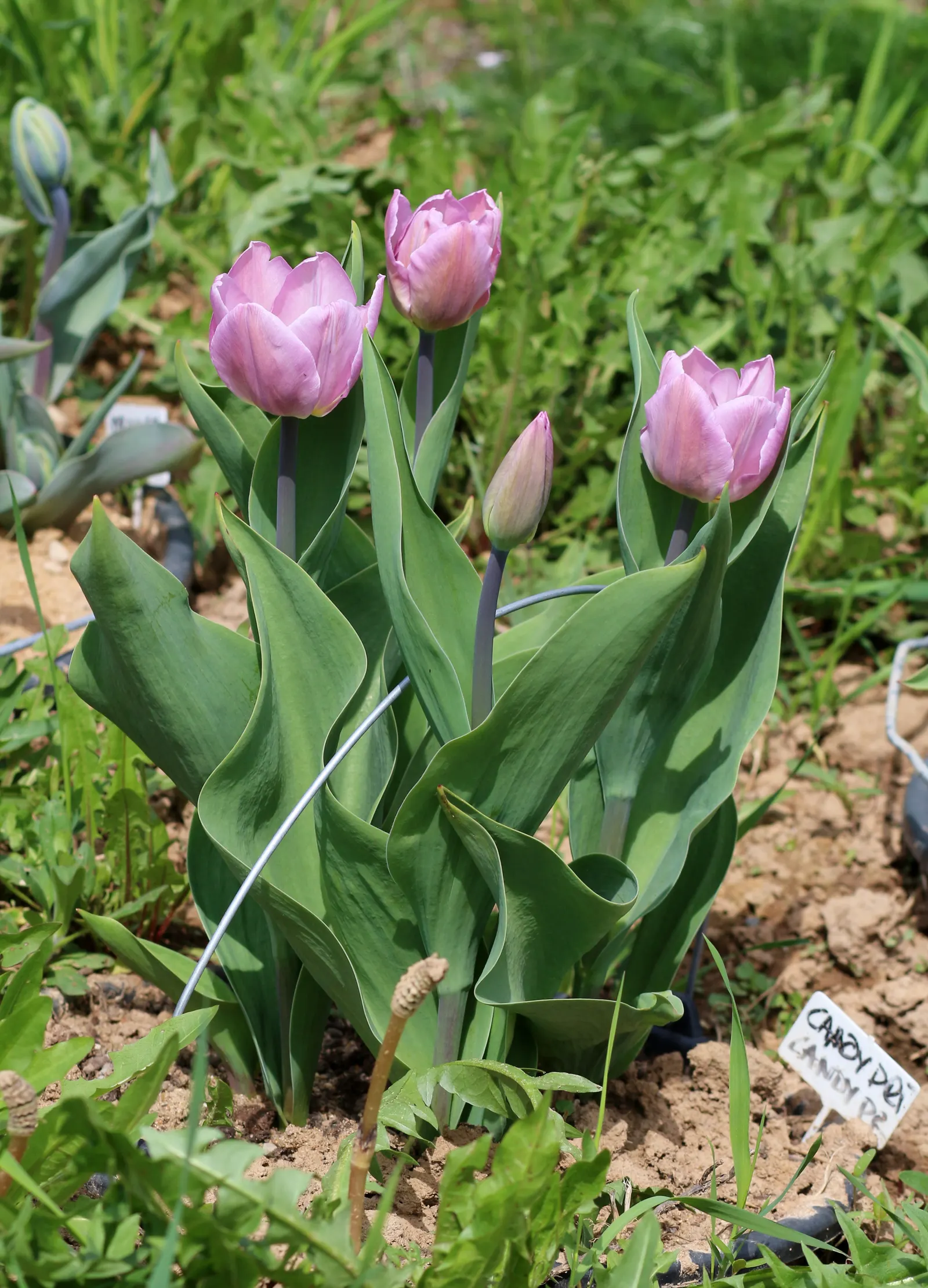 Garden Tulip (Tulipa Hybrids) — incorporating complementary plants that can sustain visual interest as tulip foliage retreats