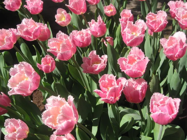 Garden Tulip (Tulipa Hybrids) — which span a vivid spectrum from single