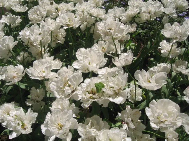 Garden Tulip (Tulipa Hybrids) — roughly 4 to 6 inches deep and 3 to 6 inches apart; landscape designs should account for the post-bloom period, image 137