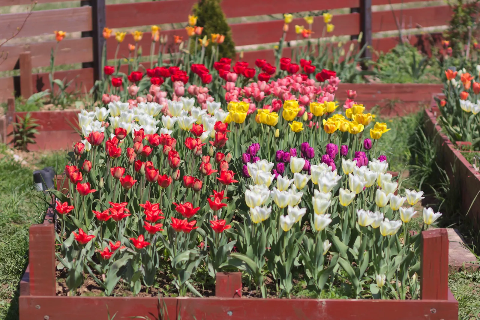 Garden Tulip (Tulipa Hybrids) — The blooms can measure up to 6 inches in diameter when fully open; dependent on the variety and growing conditions, image 61