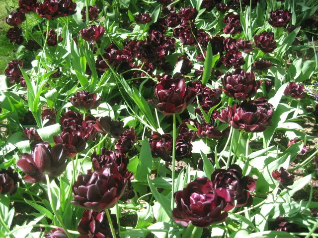 Garden Tulip (Tulipa Hybrids) — These spring perennials prefer well-drained soil and full to partial sun exposure; to secure a dazzling spring, image 99