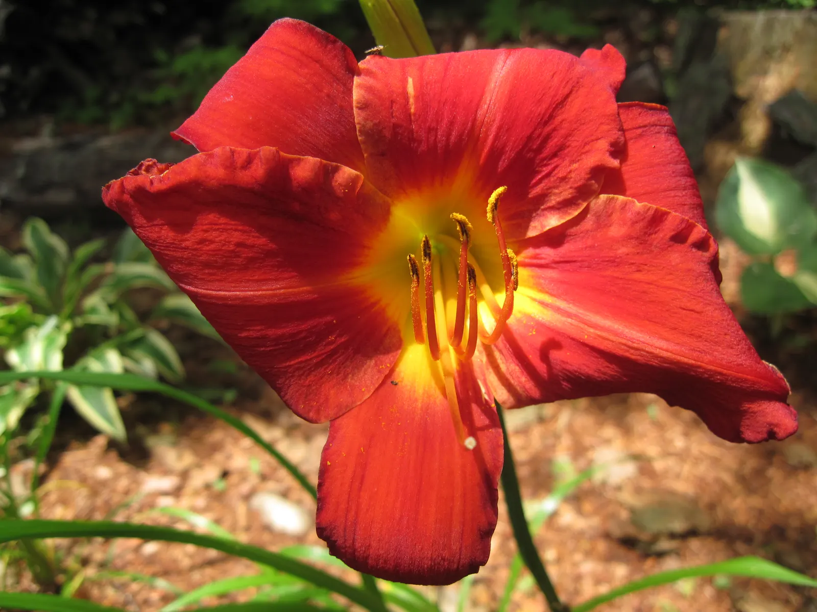 Daylily (Hemerocallis 'Chicago Apache') — the Chicago Apache Daylily is adept at adapting to a wide range of climatic conditions