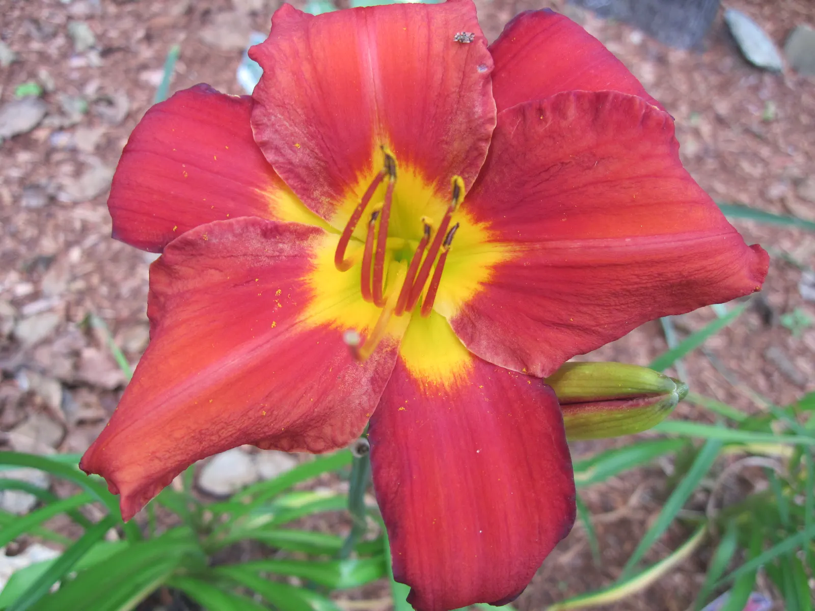 Daylily (Hemerocallis 'Chicago Apache') — The Hemerocallis 'Chicago Apache' is a striking perennial with bold scarlet blooms