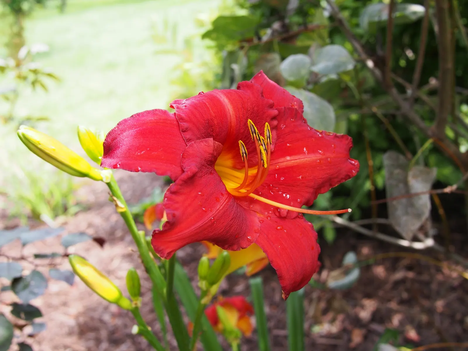 Daylily (Hemerocallis 'Chicago Apache') — Flowering in mid-summer, it stands at 26 inches tall with a spread of 18 to 24 inches