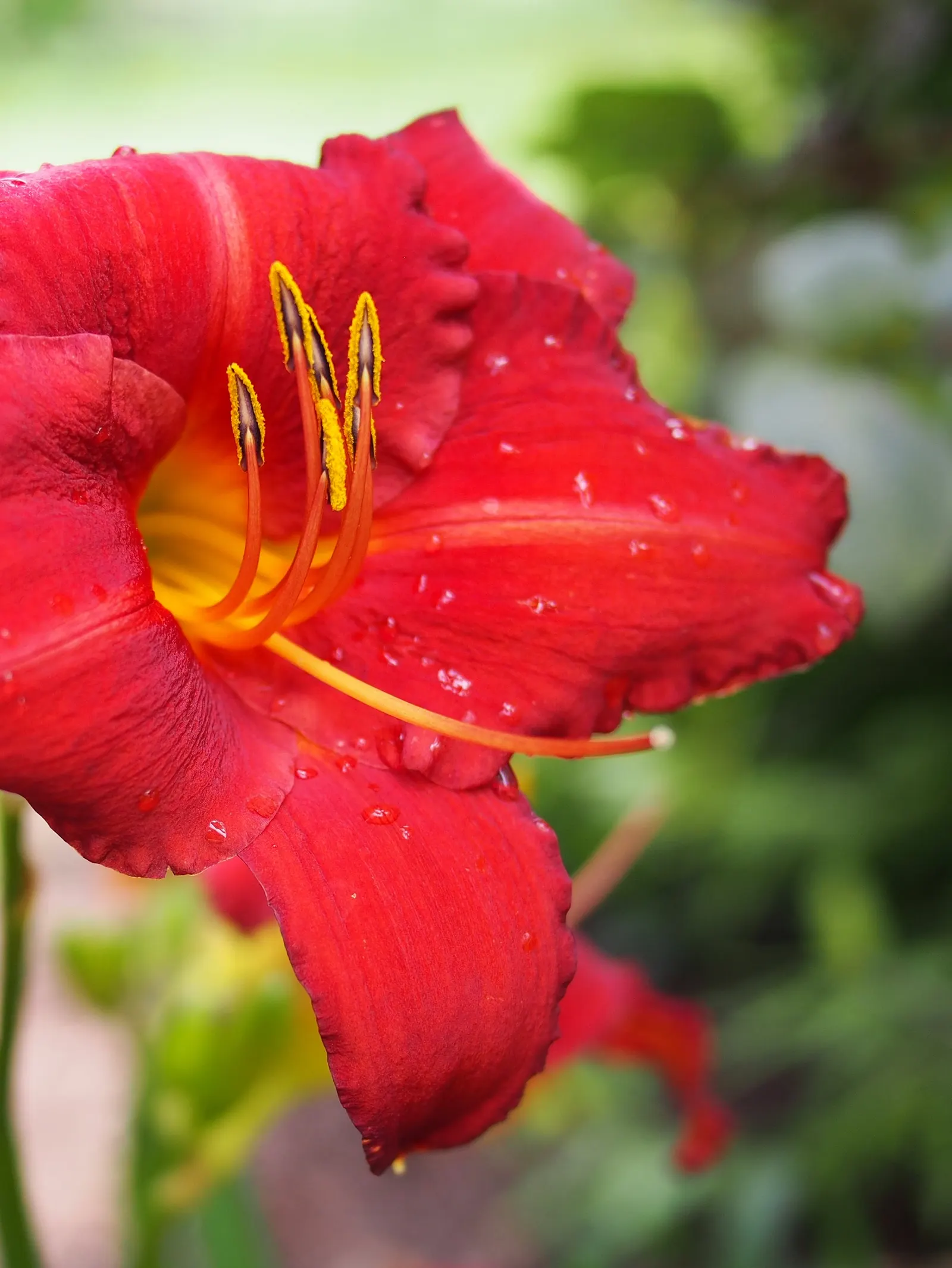 Daylily (Hemerocallis 'Chicago Apache') — It's perfect for adding vibrant color and hardiness to any landscape design