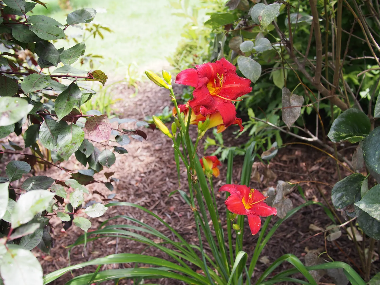Daylily (Hemerocallis 'Chicago Apache') — creating an eye-catching display in mid to late summer.<br><br>Hardy in USDA zones 3 through 9