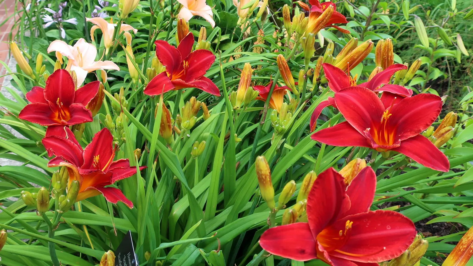Daylily (Hemerocallis 'Chicago Apache') — This daylily thrives in USDA zones 3-9, loves full sun to partial shade, and adapts to various soil types