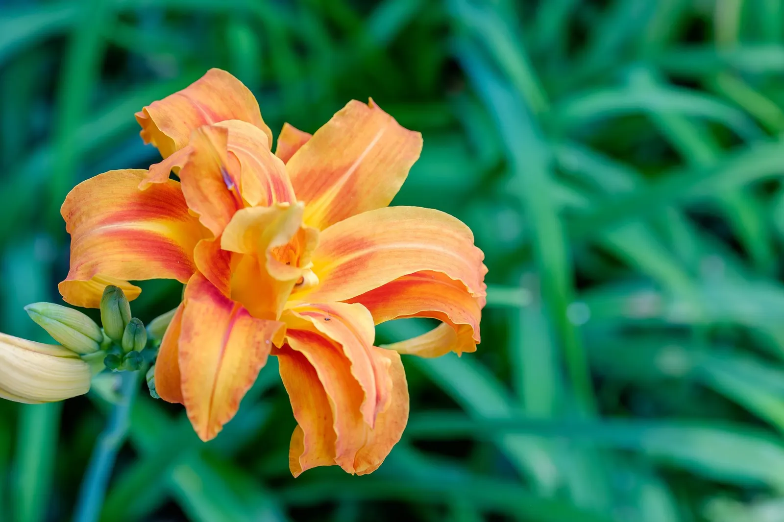 Daylily (Hemerocallis 'Chicago Apache') — With its easy-going nature and spectacular presence