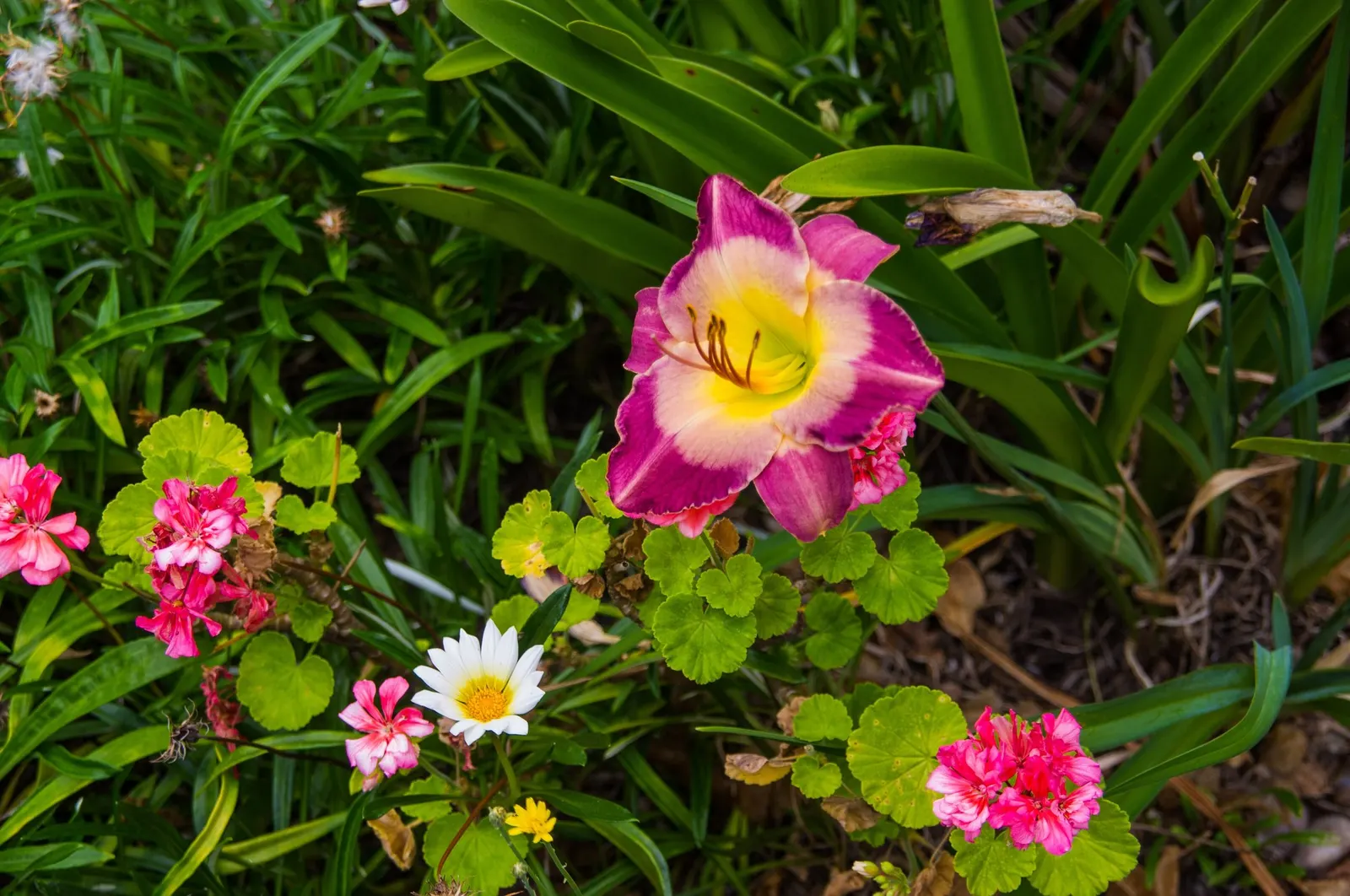 Daylily (Hemerocallis 'Chicago Apache') — This daylily thrives in USDA zones 3-9, loves full sun to partial shade, and adapts to various soil types; the