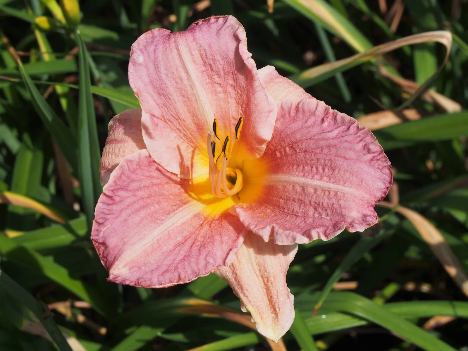 Daylily (Hemerocallis 'Chicago Apache') — The Hemerocallis 'Chicago Apache' is a striking perennial with bold scarlet blooms; it's perfect for adding vibrant