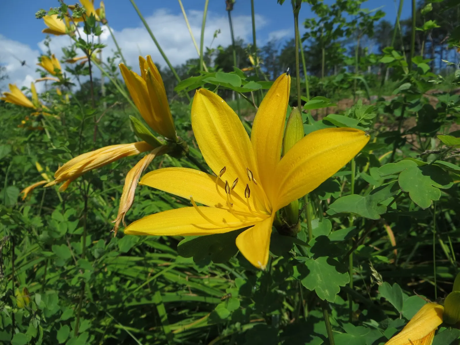 Daylily (Hemerocallis 'Chicago Apache') — It's perfect for adding vibrant color and hardiness to any landscape design; it thrives in full sun to partial shade