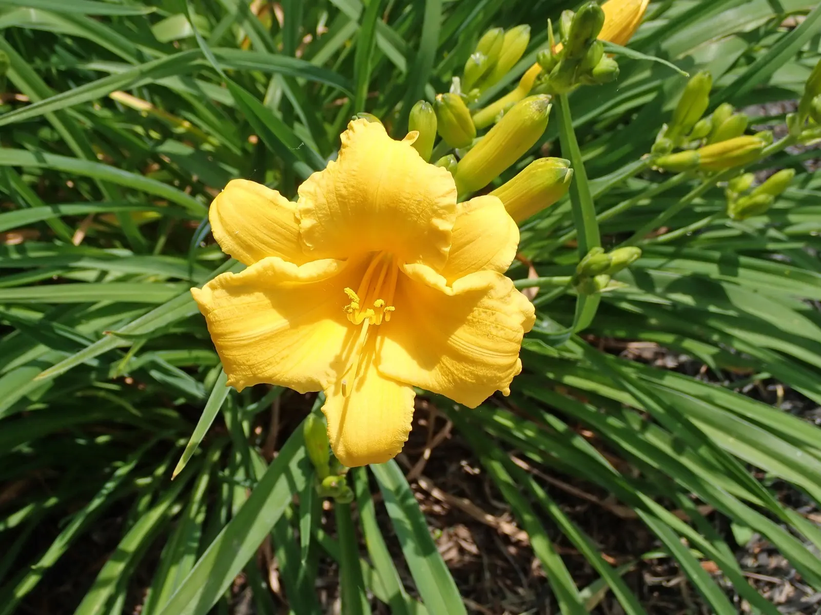 Daylily (Hemerocallis 'Chicago Apache') — The Chicago Apache Daylily; red flowers in the garden