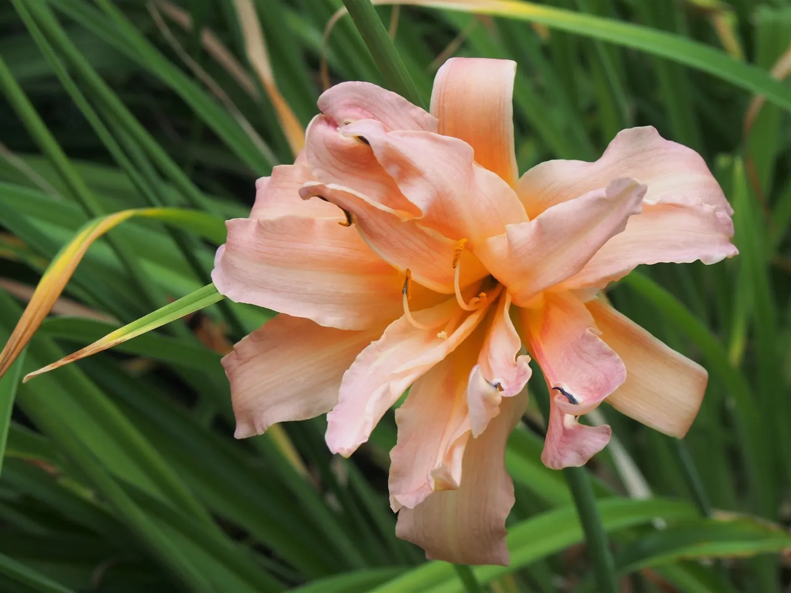 Daylily (Hemerocallis 'Chicago Apache') — Flowering in mid-summer, it stands at 26 inches tall with a spread of 18 to 24 inches; this daylily is known for