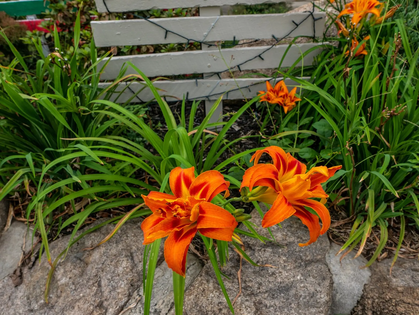 Daylily (Hemerocallis 'Chicago Apache') — perennial for full or half