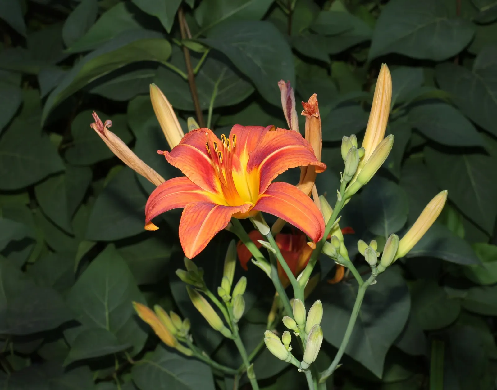 Daylily (Hemerocallis 'Chicago Apache') — perennial with red blooms