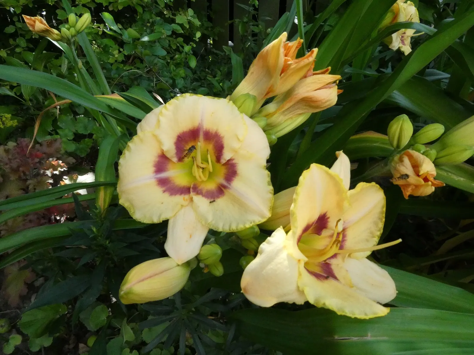 Daylily (Hemerocallis 'Chicago Apache') — It reaches a width of 18 to 24 inches and is an excellent choice for adding a splash of color to a landscape