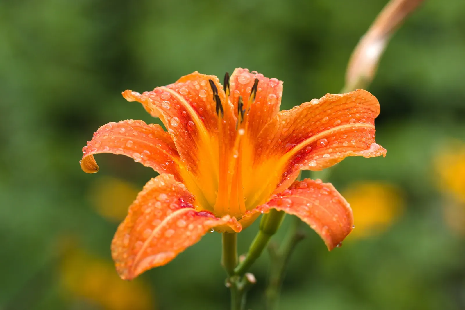 Daylily (Hemerocallis 'Chicago Apache') — this daylily is known for being pest and disease-resistant