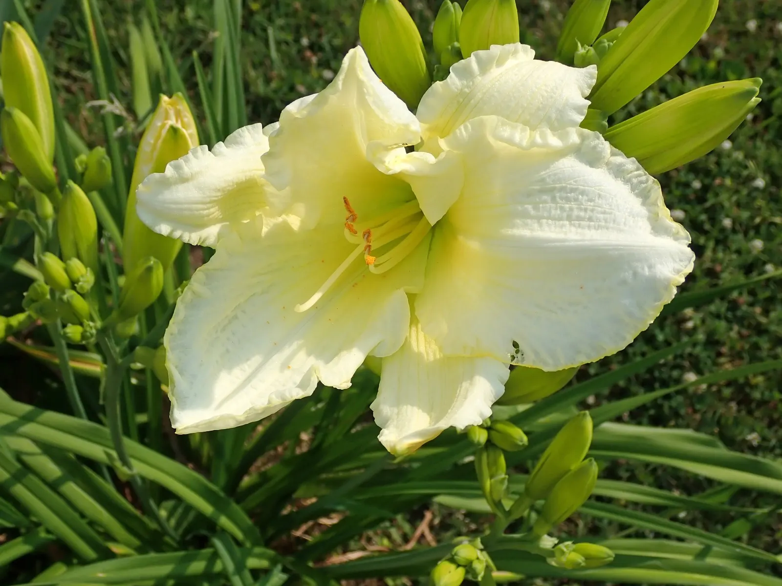 Daylily (Hemerocallis 'Chicago Apache') — creating an eye-catching display in mid to late summer.<br><br>Hardy in USDA zones 3 through 9; the Chicago Apache