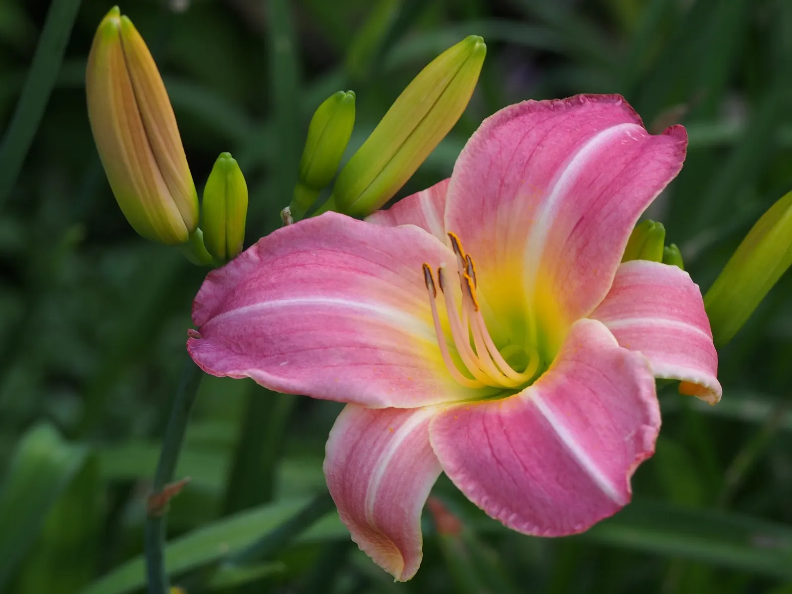 Daylily (Hemerocallis 'Chicago Apache') — red flowers in the garden