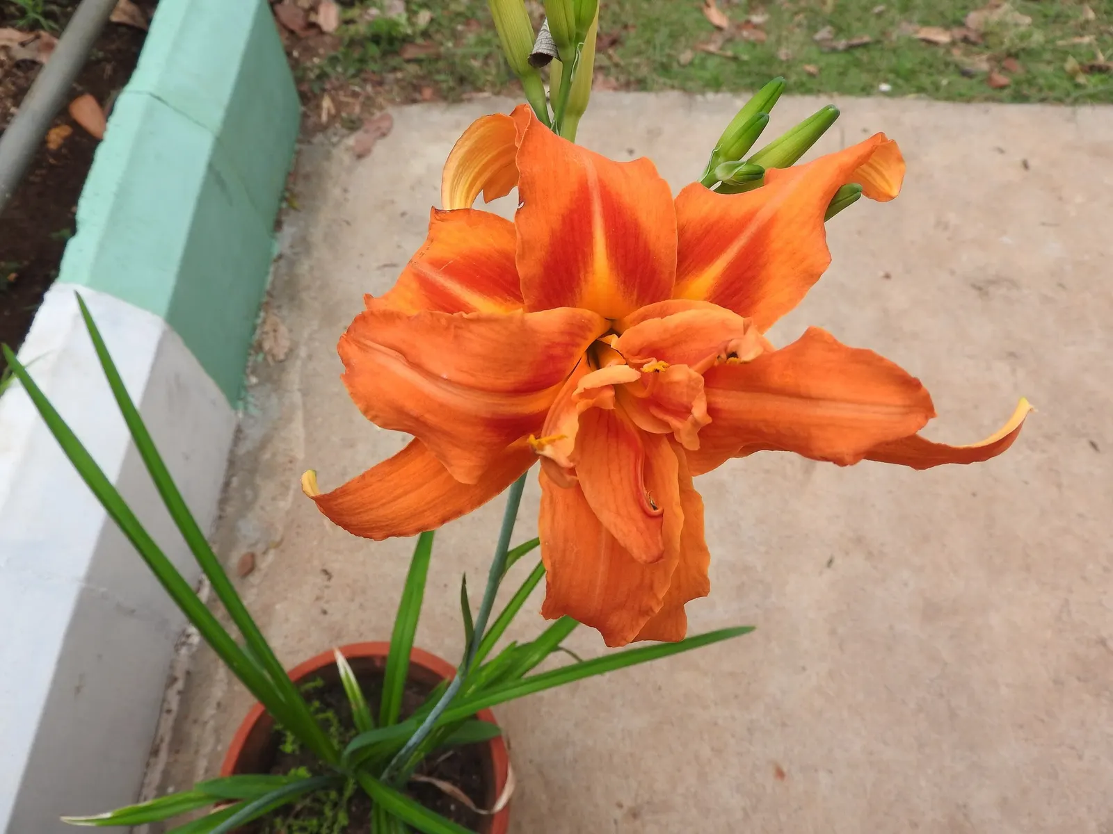 Daylily (Hemerocallis 'Chicago Apache') — it's a superb selection for clients desiring a low-effort