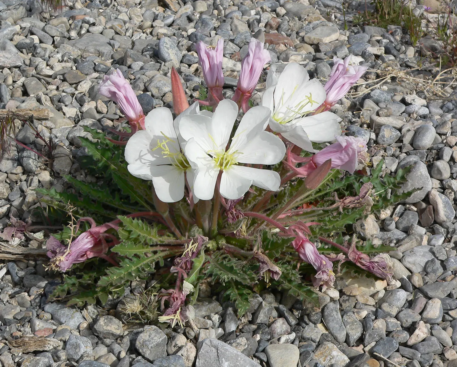 Tufted Evening Primrose (Oenothera Caespitosa) — It flourishes in full sun and requires well-draining soil