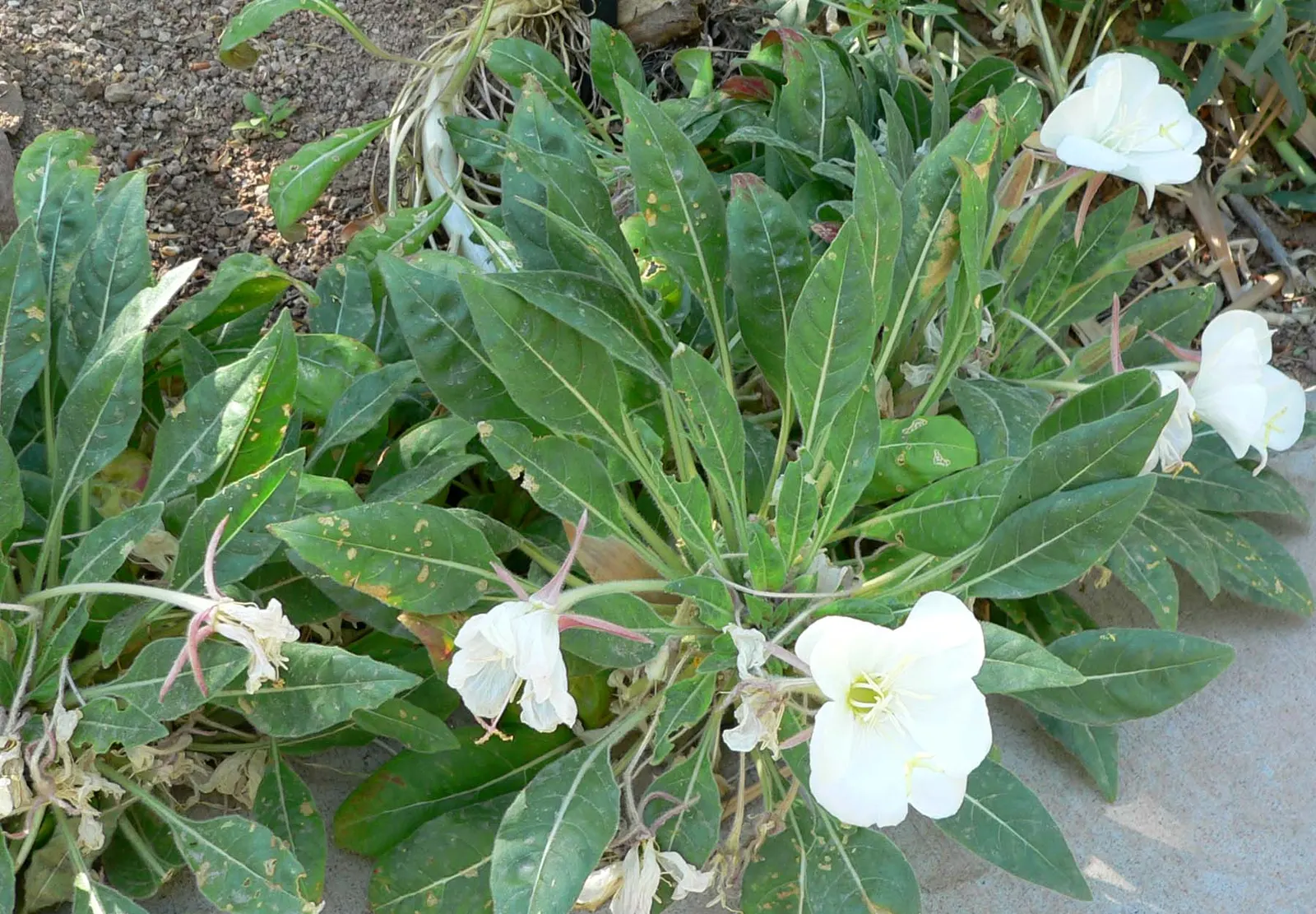Tufted Evening Primrose (Oenothera Caespitosa) — saucer-shaped flowers that bloom at dusk and close by midday; watering should be moderate, making sure the