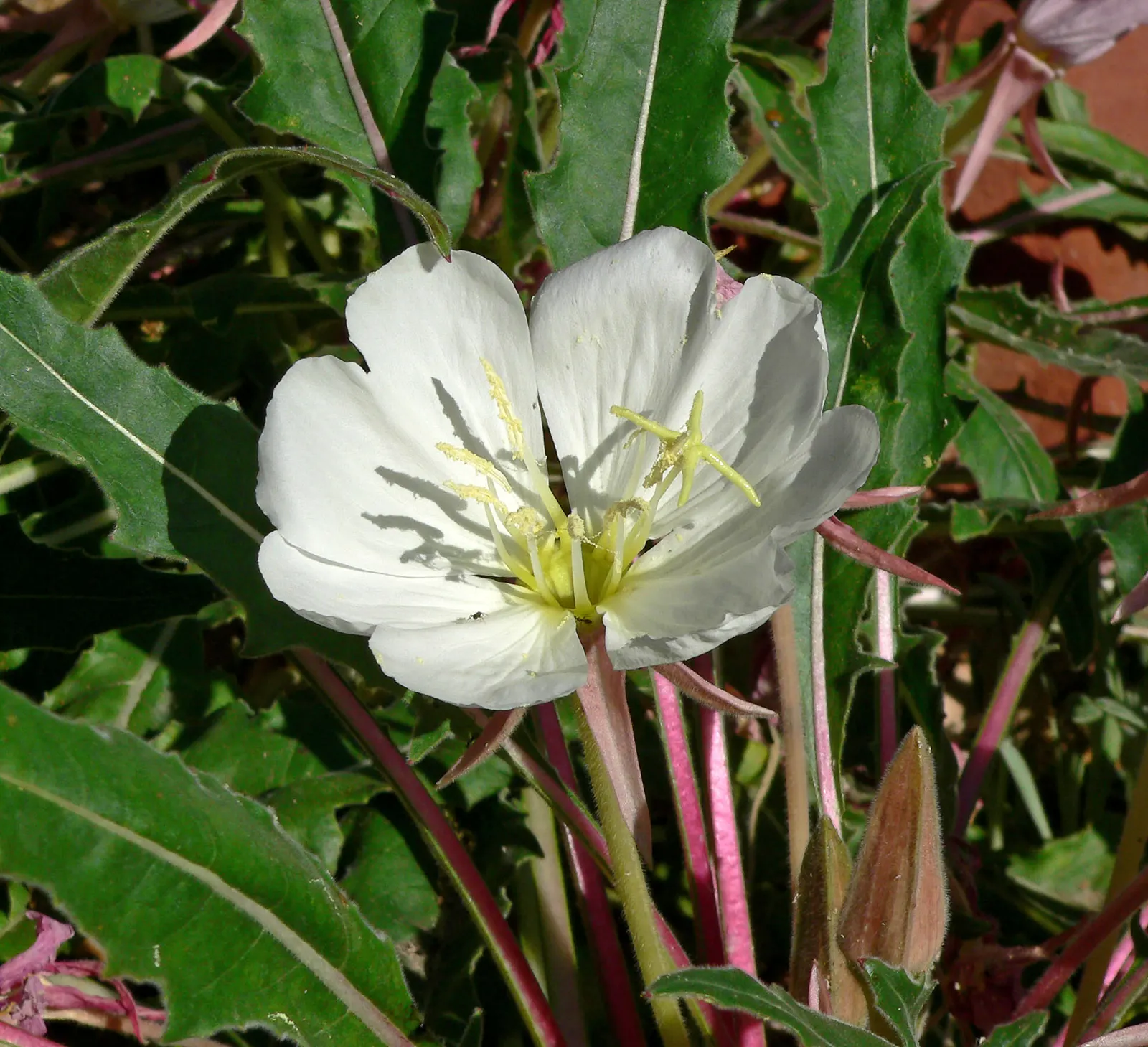 Tufted Evening Primrose (Oenothera Caespitosa) — white flowers in the garden; and is ideal for rock gardens or as a border plant